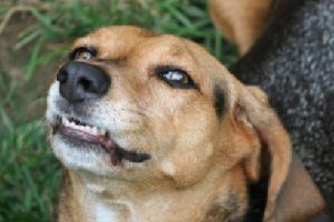 dog facing up