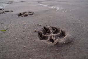 paw prints on sand