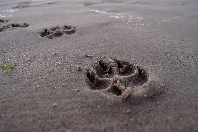 paw prints on sand