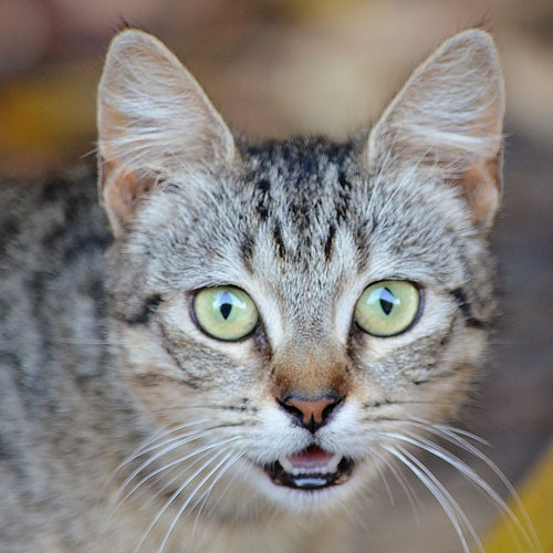 cat-animal-pet-feline-domestic