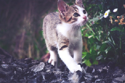 white brown cat walking in forest