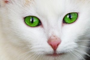 green eyed cat