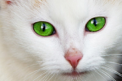 green eyed cat