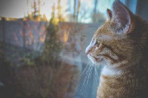 animal, cute, pet, fur, orange, young