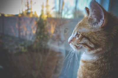 animal, cute, pet, fur, orange, young