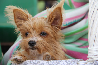 puppy-dog-pet-cute-animal-breed