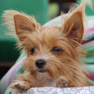 puppy-dog-pet-cute-animal-breed