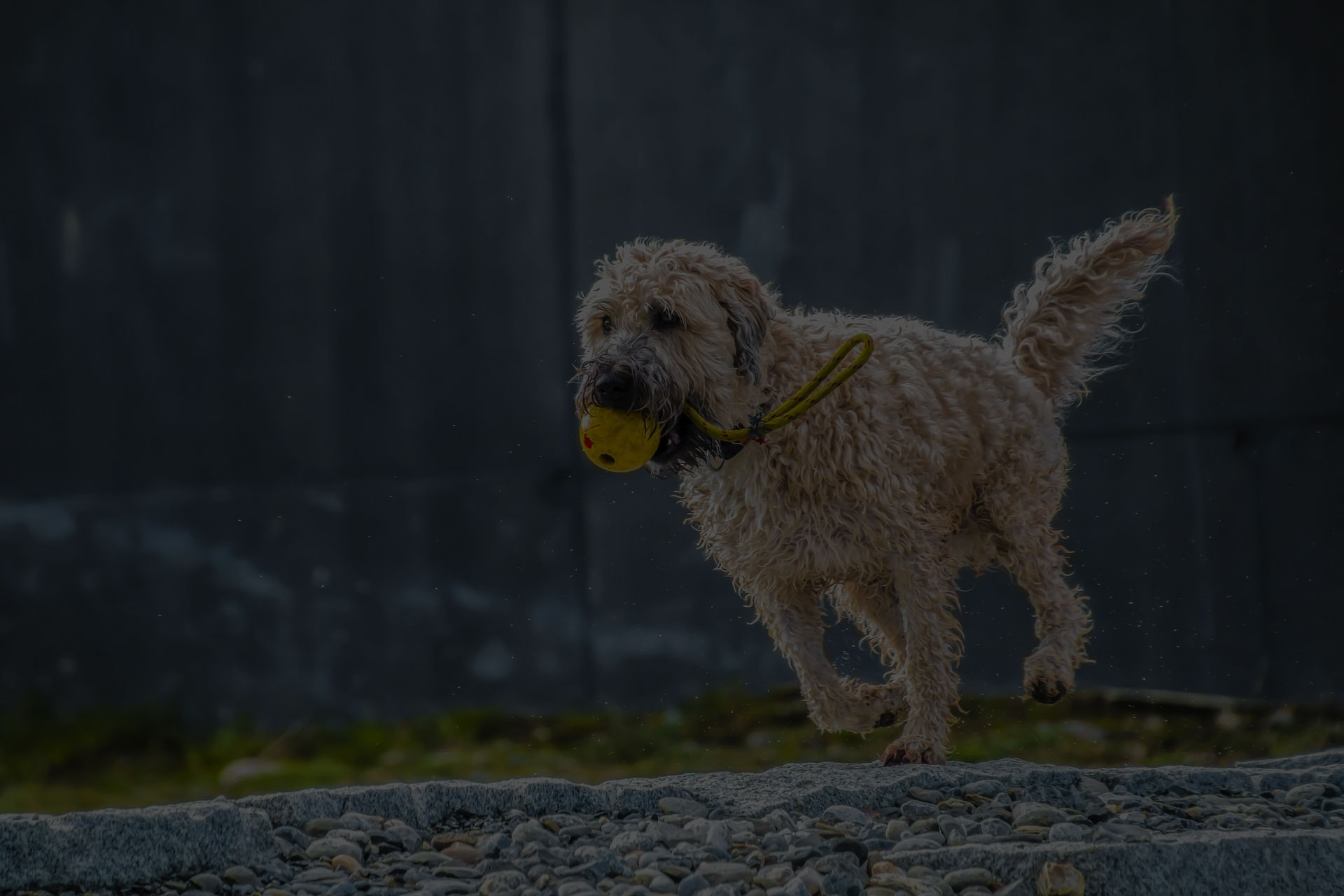 dog holded ball in mouth and running