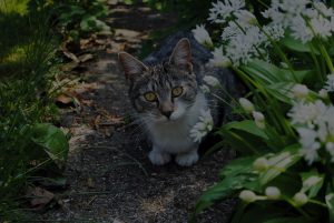 cute cat sitted in garden