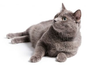 british shorthair cat with green eyes
