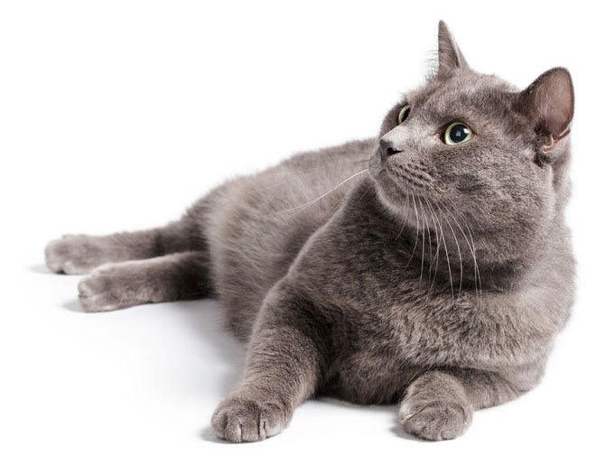 british shorthair cat with green eyes